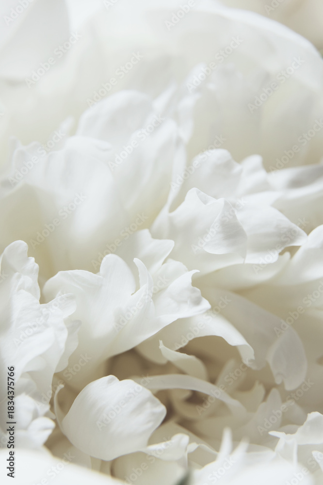 Fototapeta premium Close-Up of a White Peony flowers blooming. Detail macro shot of delicate texture of white peony petals. Cloud dancer pantone color of year 2026 stylish flat lay. Serene and elegant floral concept