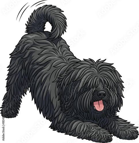 Hungarian Puli dog play bow cute playful stance 