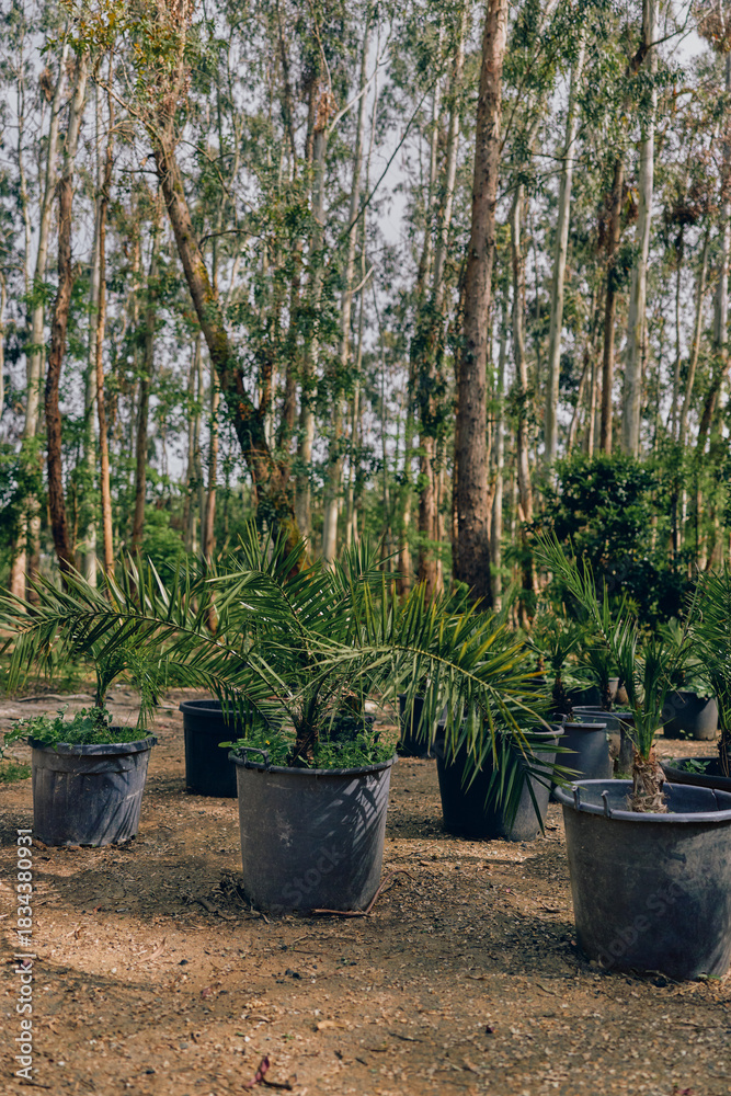 Fototapeta premium Potted palms and garden plants in a nursery, young palm saplings in black pots arranged on soil under tall trees, outdoor horticulture scene for landscaping and nursery stock.