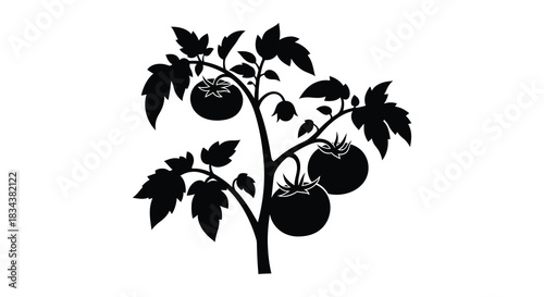 Tomato plant with ripe tomatoes vector illustration silhouette