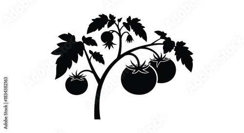 Tomato plant with ripe tomatoes on the vine silhouette