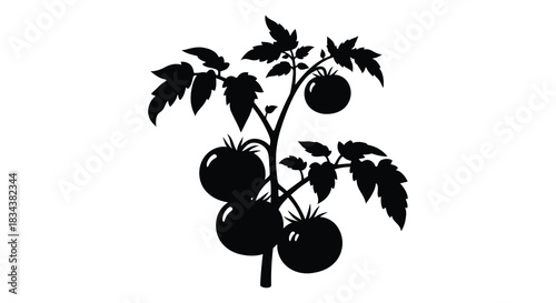Tomato plant with ripe tomatoes isolated on white background silhouette