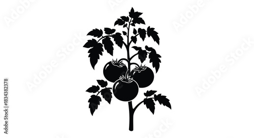 Tomato plant with ripe tomatoes on the vine silhouette