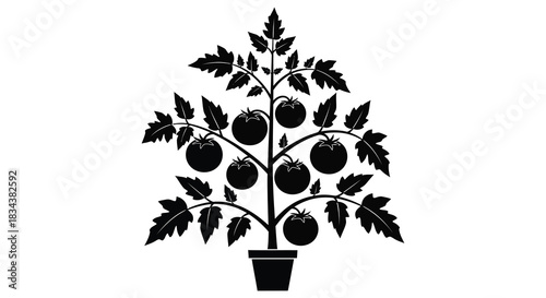 Tomato plant in pot black silhouette on white background vegetable garden silhouette