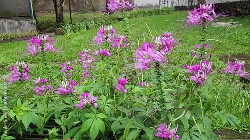 Beautiful pink flowers in a lush garden, vibrant nature close-up. Floral bloom in a garden with pink petals, natural beauty captured. Pink flowers swaying in the breeze, nature’s color in full bloom