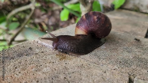 Close-up of a snail moving on a stone surface, nature in action. Macro shot of snail gliding on a textured surface, wildlife moment. Snail crawling over stone, showing nature's slow movement close-up