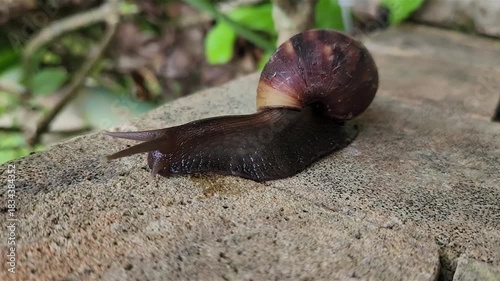 Close-up of a snail slowly moving on a rough stone surface in nature. Macro shot of snail gliding on stone, capturing natural beauty. Slow-moving snail on stone, detailed view of its natural movement