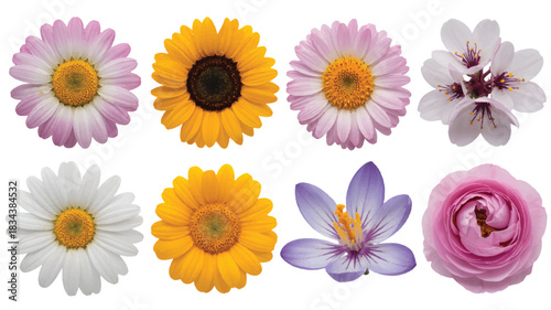 A set of eight colorful flowers arranged in two rows against a white background.  
