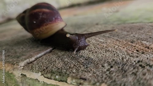 Close-up of a snail moving slowly on a stone surface. Macro shot of a brown snail with a spiraled shell crawling. Snail slithering on rough surface with its antennae visible.