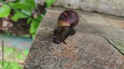 Close-up of a snail moving slowly on a stone surface in nature. Macro shot of a snail crawling over textured stone, wildlife moment. Snail exploring rough surface, macro view of nature's slow movement