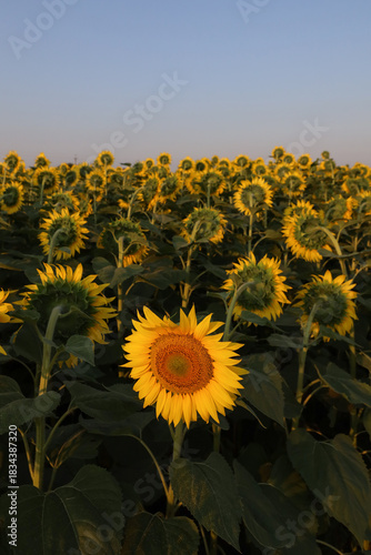 Unique flower on the sunflowers field