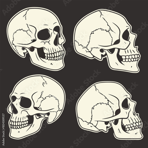 Four Skulls in Outline Style on Dark Background Keywords: skull, human skull, bone, anatomy, death, halloween, gothic, dark, vintage, retro