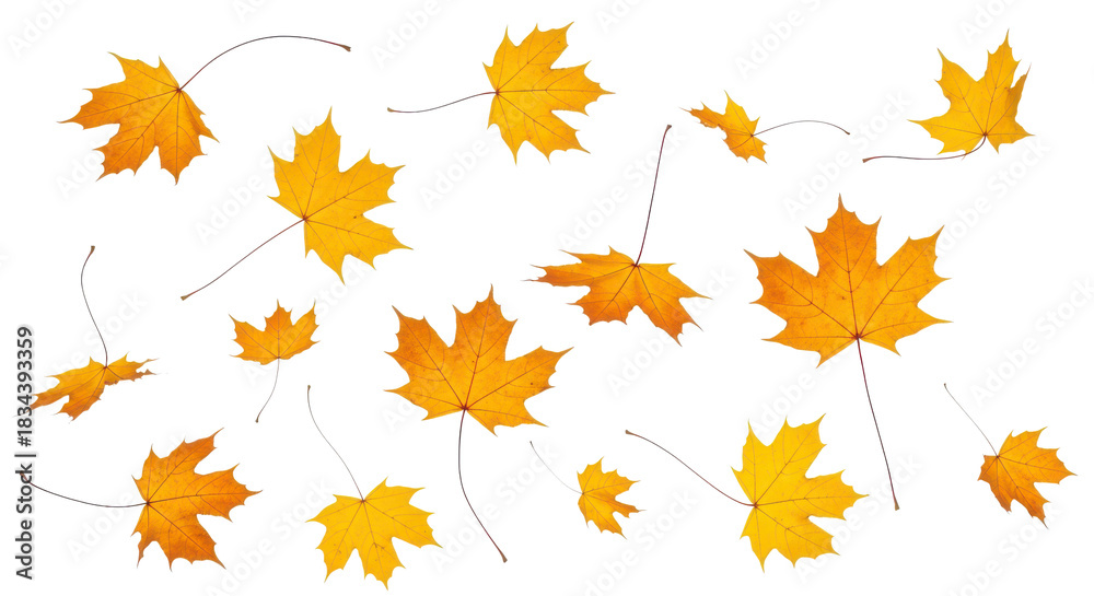 Fototapeta premium A set of vibrant red, orange and yellow autumn maple leaves isolated on transparent background. Fall designs. Thanksgiving themes, backgrounds, and patterns.