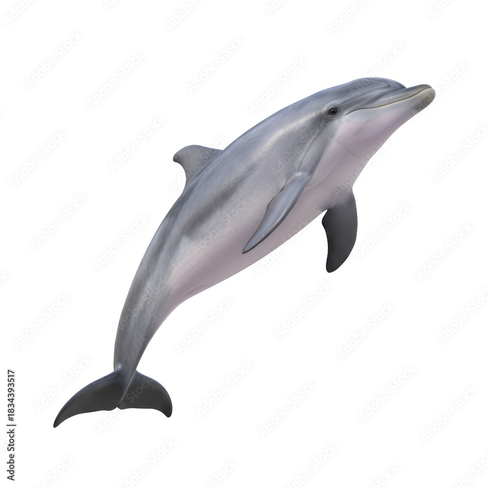 Obraz premium Graceful bottlenose dolphin isolated against a simple serene clean backdrop with transparent look