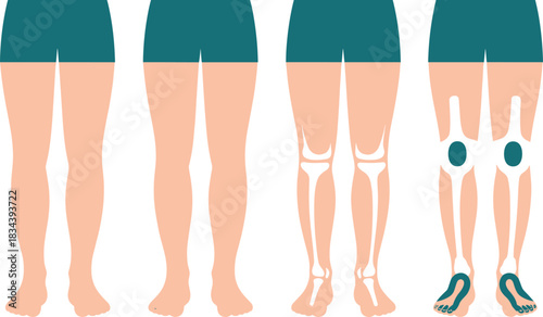 Human Leg Anatomy Progression Showing External View, Skeletal Structure, Knee Joints, and Foot Arches in Educational Vector Format
