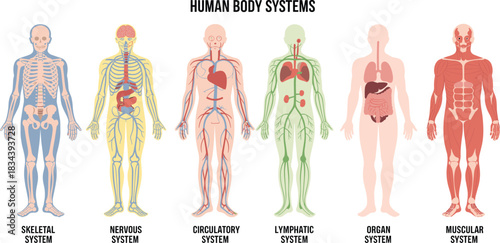 Human Body Systems Educational Chart Featuring Skeletal, Nervous, Circulatory, Lymphatic, Organ, and Muscular Anatomy in Vector Format