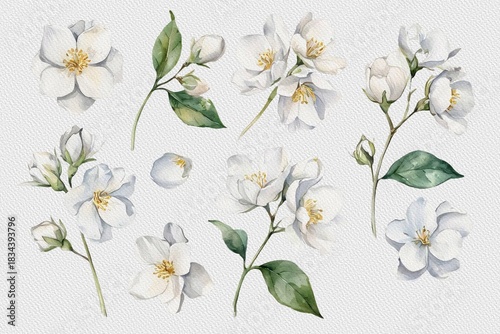 Jasmine watercolor clipart. Hand Drawn Watercolor Jasmine Flowers and green leaves isolated on white background.