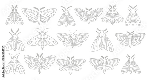 A diverse array of elegant moth outlines presented as detailed line art illustrations, capturing the beauty of nocturnal insects for various design and educational purposes