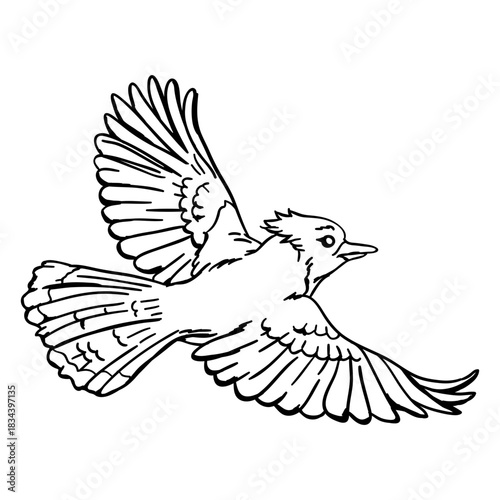 Realistic hand drawn blue jay flying stroke