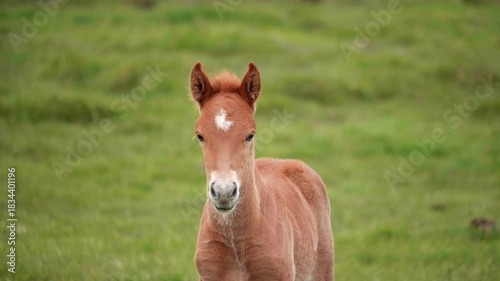 Slow motion handheld footage of a young Icelandic foal standing in a green grassy field, looking around curiously while moving close to the camera, filmed outdoors in the quiet rural countryside