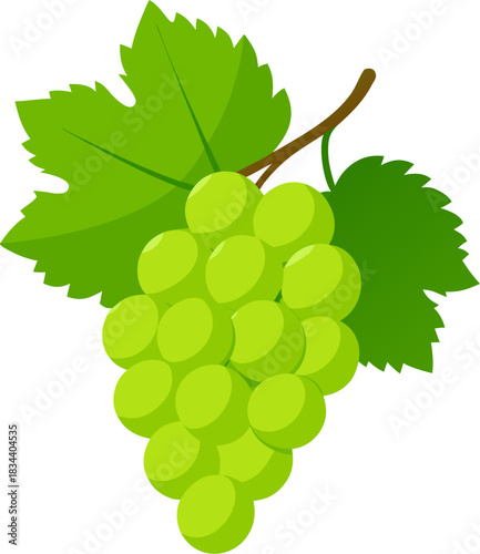 Green grape bunch hanging from brown stem with leaves vector design