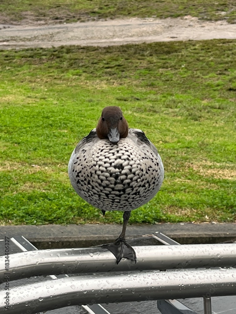 Fototapeta premium duck in the park
