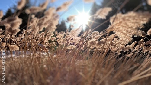 Wallpaper Mural Low angle of dry winter grass backlit by bright sun flare, peaceful nature detail with soft focus Torontodigital.ca