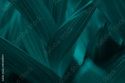 Natural teal background. Plant leaves with veins close-up. Trendy green color for 2026 year transformative teal.