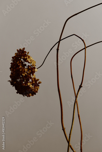 Aesthetic of fragility , fragile beauty , minimal architecture , dried flower , organic form , graphic lines , eternity ,time passing 