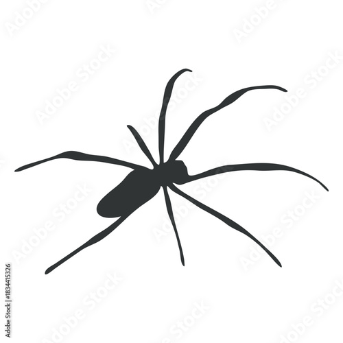 Fotografi Spider arachnid silhouette