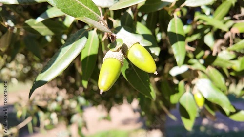 Oak acorns with textured shells and natural charm, symbol of growth, strength, and autumn season