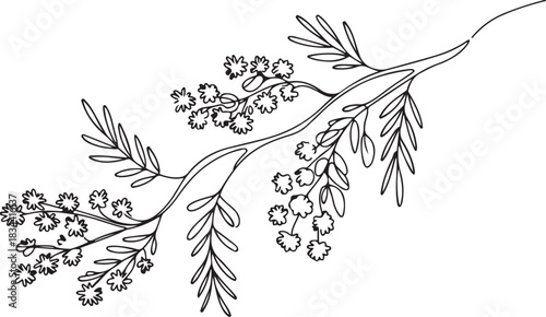 Continuous line drawing blooming mimosa branches set. One line drawing golden wattle isolated. one line Icon drawing