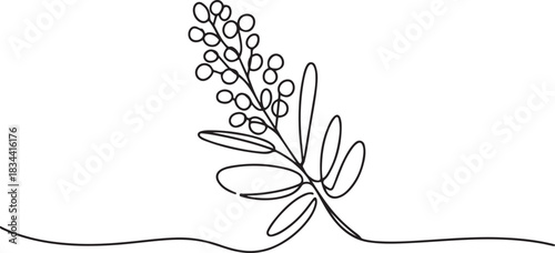 Continuous line drawing blooming mimosa branches set. One line drawing golden wattle isolated. one line Icon drawing