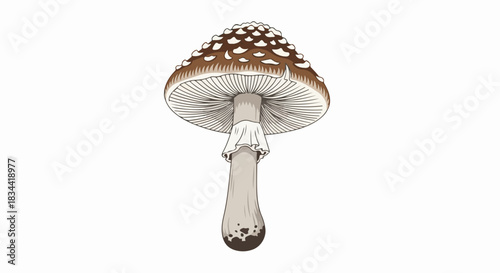 Mushroom illustration showcasing a single mushroom against white background, close-up. Mushroom illustration details texture, color, and shape of fungi.