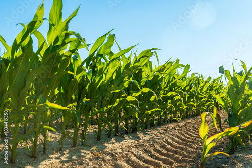 Green corn plants grow strongly in neat rows across a bright sunny field. Clear blue sky above shows light tire tracks on the soil.