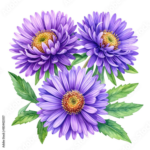 Three vibrant purple flowers with golden centers and green leaves, isolated on black