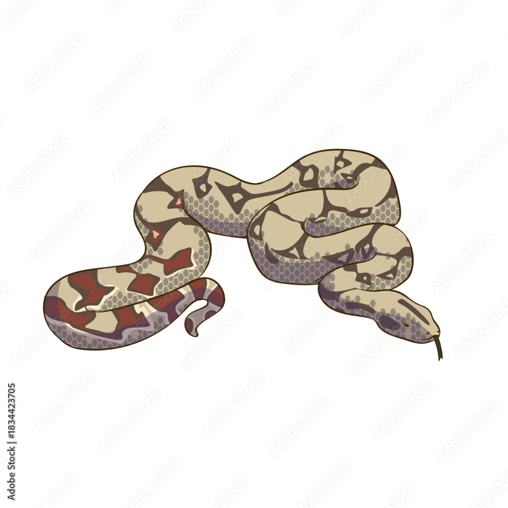 Obraz premium Colorful snake animal design