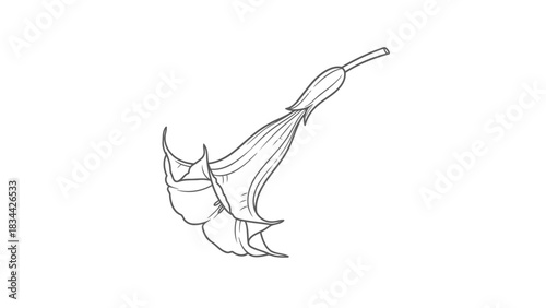 Elegant line art of a datura flower, a botanical illustration for design isolated on white background, Vector