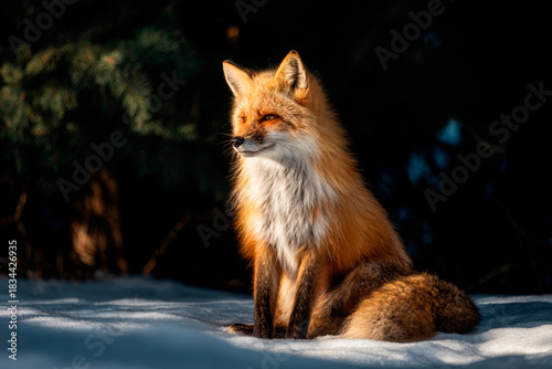 Fox in winter
