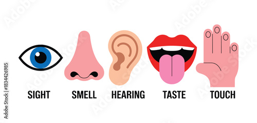 Five simple flat illustrations representing human senses sight, smell, hearing, taste touch.