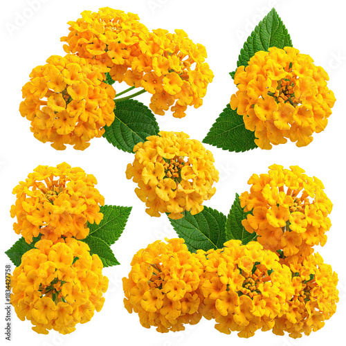 A cluster of bright yellow flowers with green leaves arranged on a black background