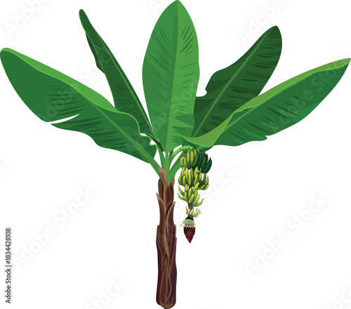 Banana plant with green leaves, fruits and flower on white background	