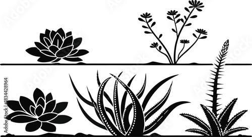 Vector illustration black and white silhouette illustration of various succulent and desert plants including aloe and rosette forms