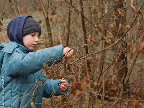 Title: Child in Winter Jacket Foraging for Hazelnuts on a Branch in a Cold, Misty Forest