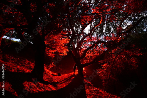 Ominous red glow and moon light through the night trees