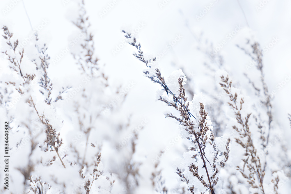 Obraz premium Winter landscape with snow