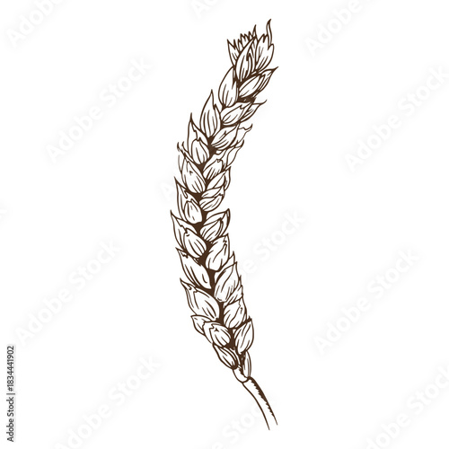 Wheat spike curled hand-drawn