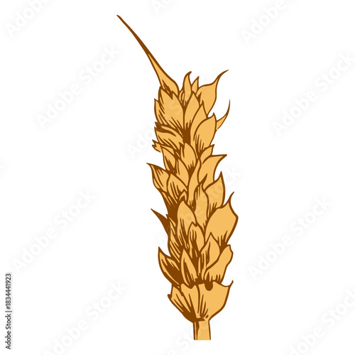 Close-up wheat spike illustration