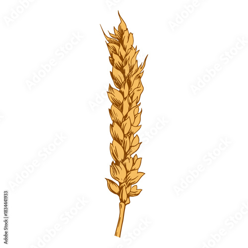 Long wheat spike illustration