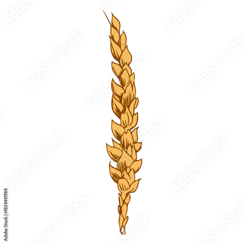 Wheat cereal illustration